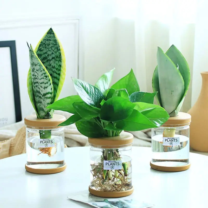 Mini Hydroponic Flower Pot Home Vase Decor Transparent Imitation Glass Plastic Plant Pots Green Plants Pot For Home Decoration
